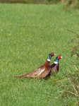 FZ009251 Two male common Pheasants (Phasisnus colchicus) in field.jpg